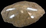 Polished Fossil Coral (Actinocyathus) Head - Morocco #35357-2